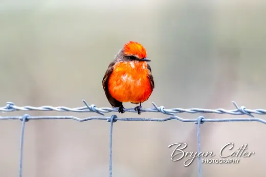 Vermilion Flycatcher
