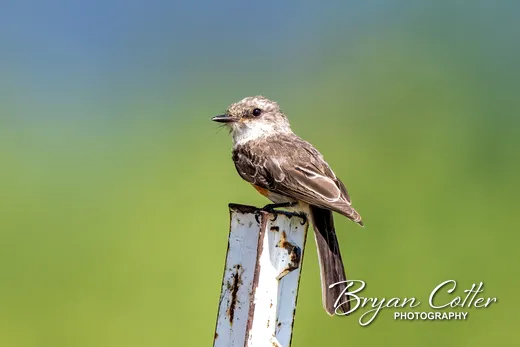 Vermilion Flycatcher