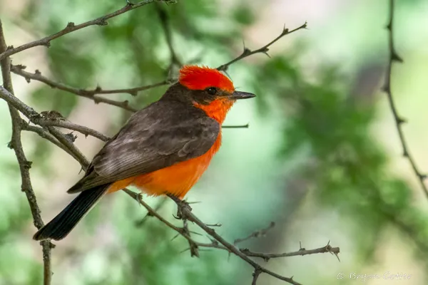Vermilion Flycatcher photographed in Texas by Bryan Cotter