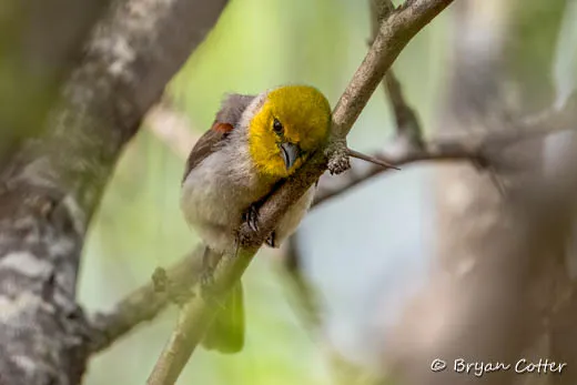 Verdin photographed in the Austin Area region of Texas by Bryan Cotter