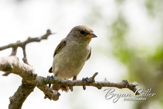 Verdin