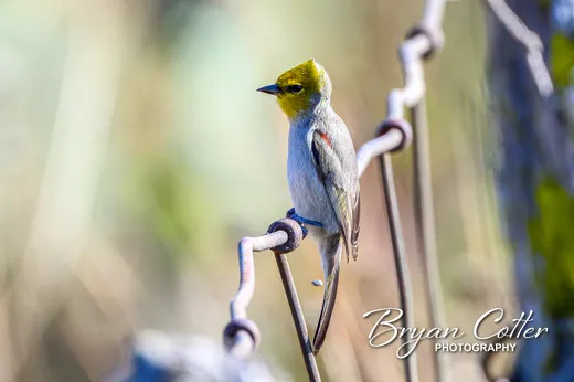 Verdin photographed in the Rio Grande Valley region of Texas by Bryan Cotter