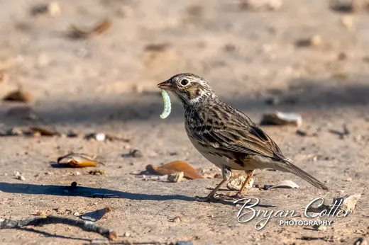 Vesper Sparrow