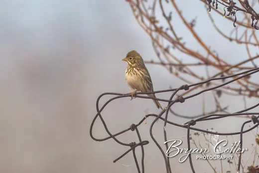 Vesper Sparrow