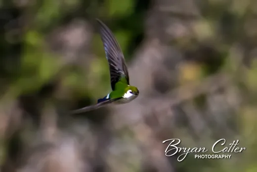 Violet-green Swallow