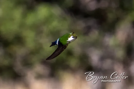 Violet-green Swallow