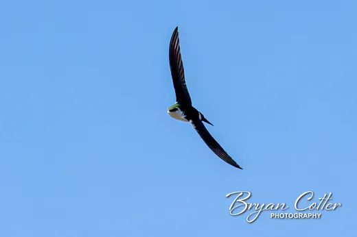 Violet-green Swallow