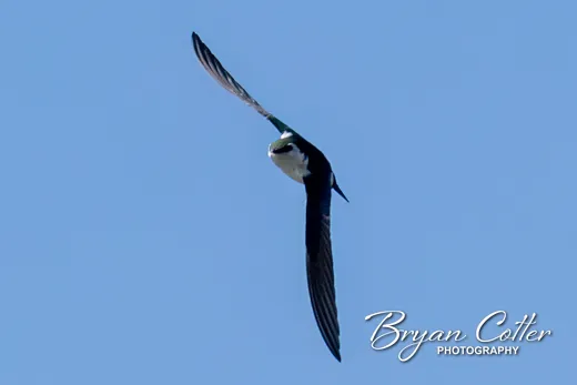 Violet-green Swallow