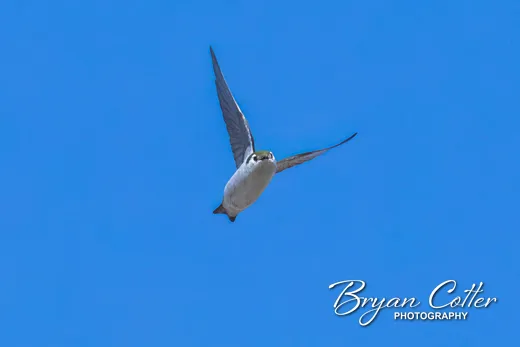 Violet-green Swallow