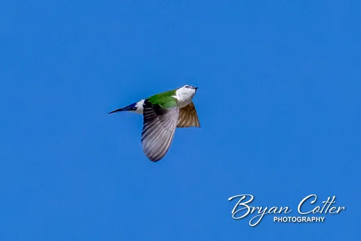 Violet-green Swallow
