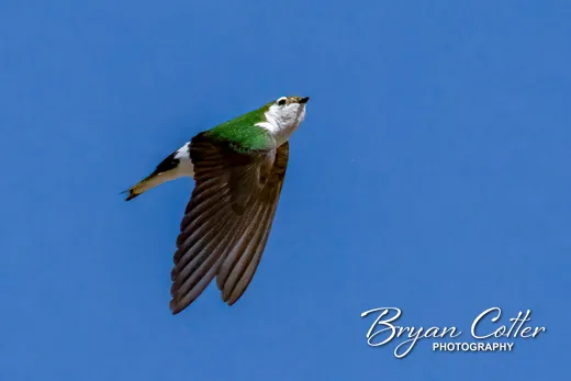 Violet-green Swallow