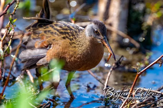 Virginia Rail