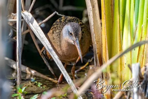 Virginia Rail