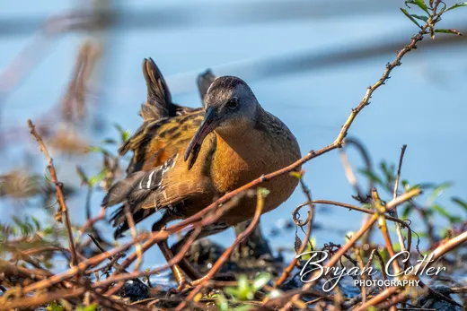 Virginia Rail
