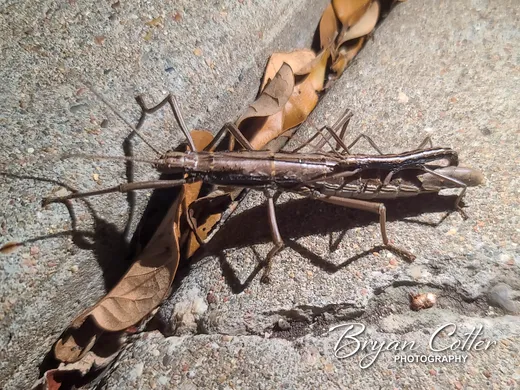 Walking Stick