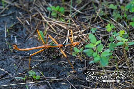 Walking Stick