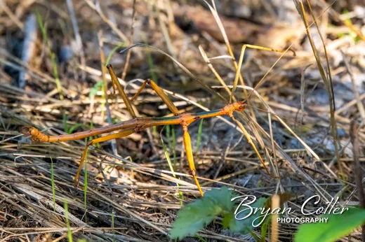 Walking Stick