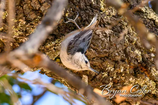 White-breasted Nuthatch