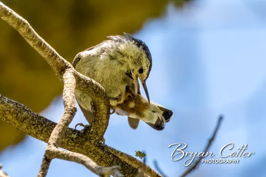 White-breasted Nuthatch