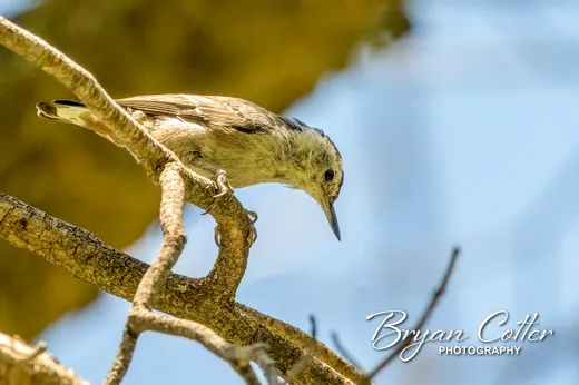 White-breasted Nuthatch