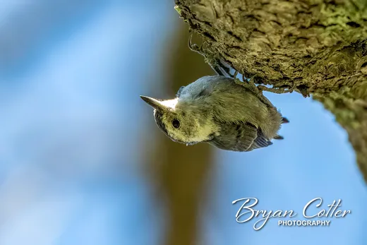 White-breasted Nuthatch