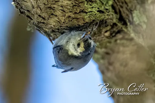 White-breasted Nuthatch