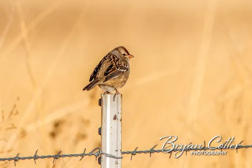 White-crowned Sparrow