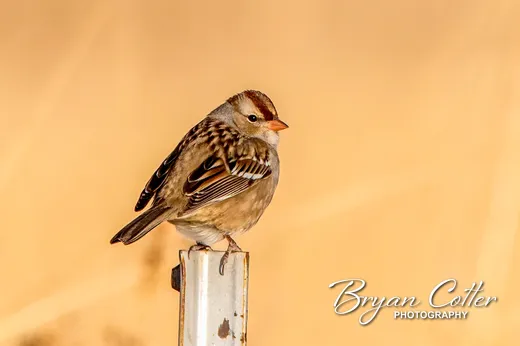 White-crowned Sparrow