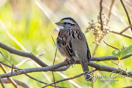 White-crowned Sparrow