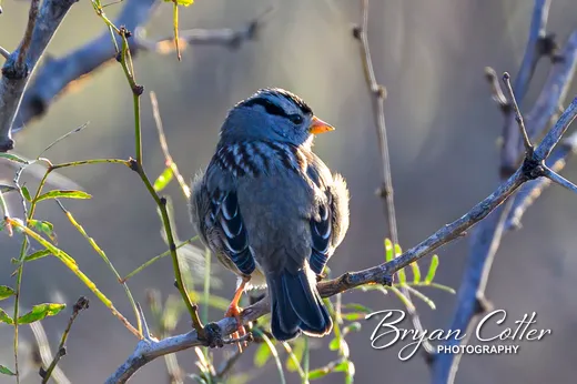 White-crowned Sparrow