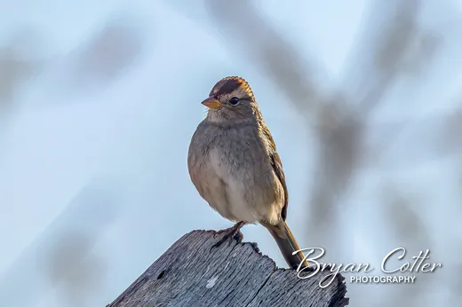 White-crowned Sparrow