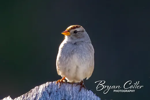 White-crowned Sparrow