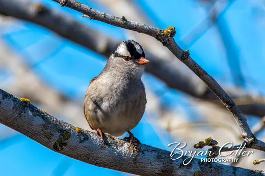 White-crowned Sparrow