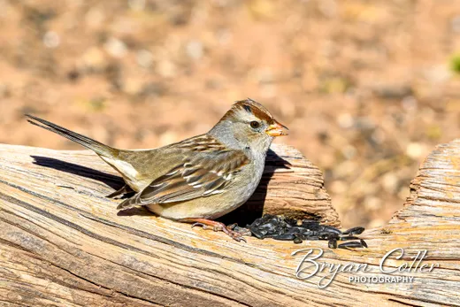 White-crowned Sparrow photographed in the North Texas region of Texas by Bryan Cotter