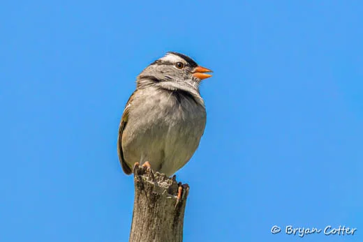 White-crowned Sparrow
