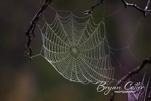 Spider Web