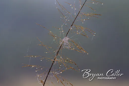 Spider Web
