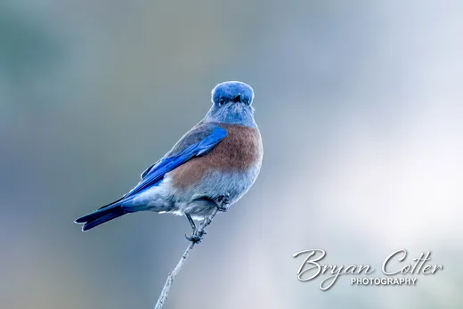 Western Bluebird