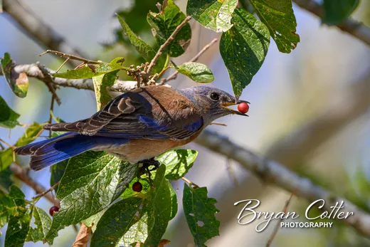 Western Bluebird