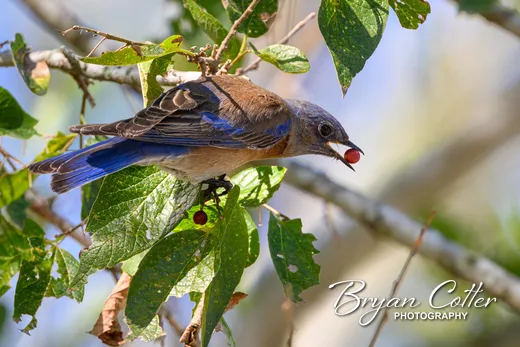 Western Bluebird
