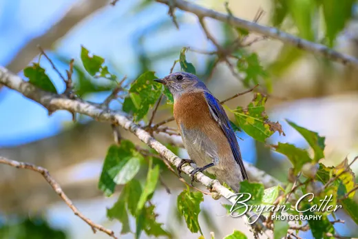 Western Bluebird