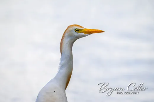 Western Cattle-Egret photographed in Texas by Bryan Cotter