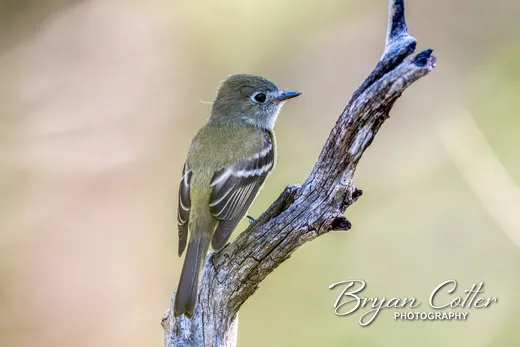 Western Flycatcher