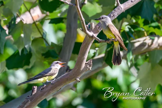 Western Kingbird
