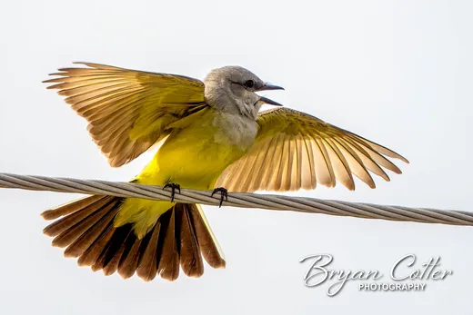 Western Kingbird
