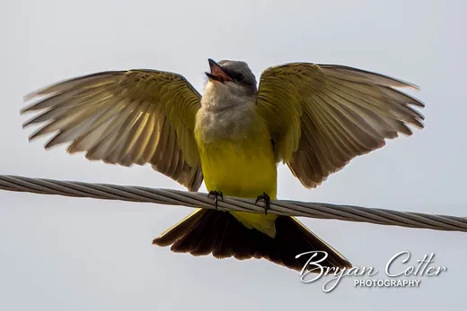 Western Kingbird