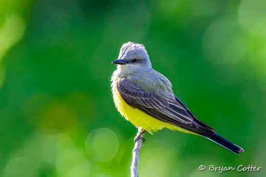 Western Kingbird photographed in Texas by Bryan Cotter