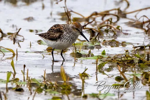 Western Sandpiper
