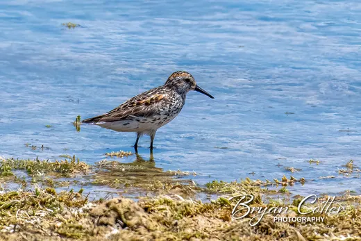 Western Sandpiper