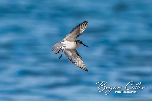 Western Sandpiper